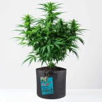 Grow Bucket Living Soil organic